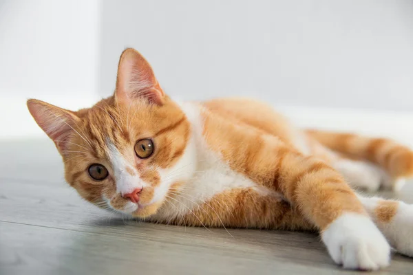 Newborn kitty cat — Stock Photo, Image