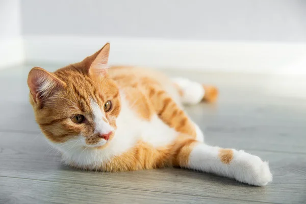 Newborn kitty cat — Stock Photo, Image