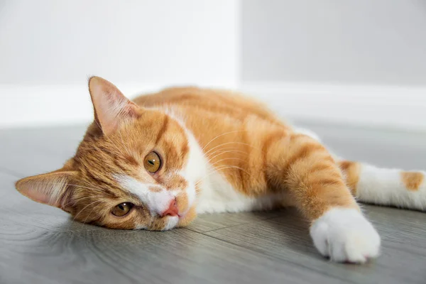 Newborn kitty cat — Stock Photo, Image