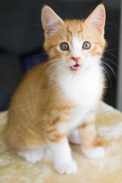 Newborn kitty cat — Stock Photo, Image