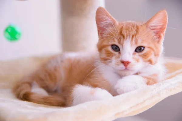 Gato gatito recién nacido —  Fotos de Stock