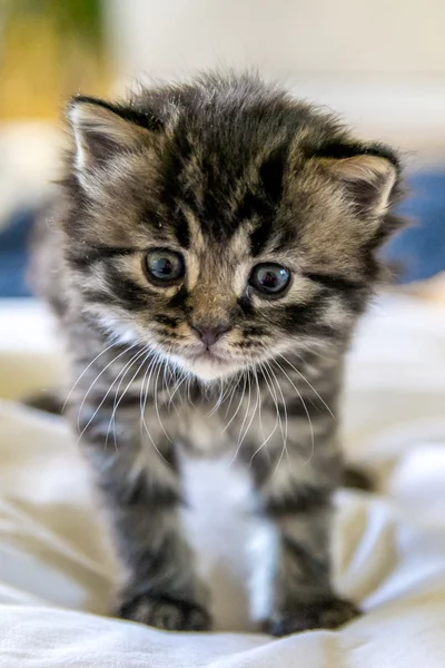 Νεογέννητο γατάκι γάτα — Φωτογραφία Αρχείου