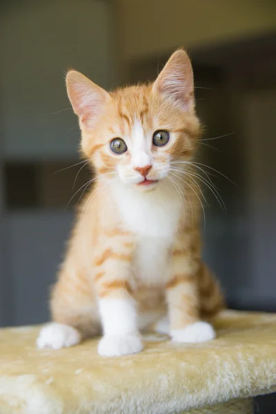 Neugeborene Katzenkatze — Stockfoto