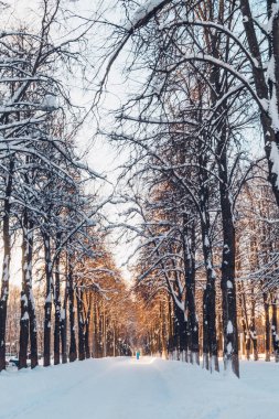 Parkta kış güneşli bir gün