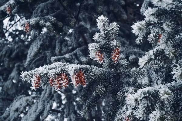 pine covered with snow with cones