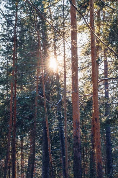 晴れた日には木々に囲まれた冬の風景 — ストック写真
