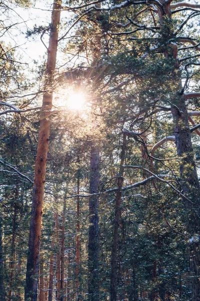 Sol Invierno Árboles Nevados — Foto de Stock