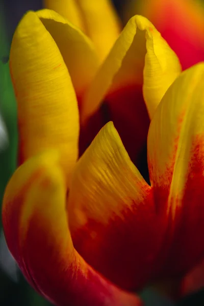 Bukiet świeżych tulipany strzał szczegół makro — Zdjęcie stockowe