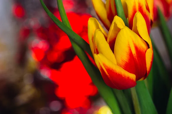 Bukiet świeżych tulipany strzał szczegół makro — Zdjęcie stockowe