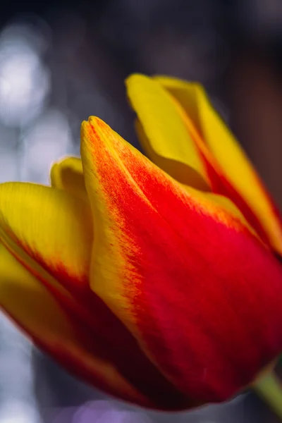 Bukiet świeżych tulipany strzał szczegół makro — Zdjęcie stockowe