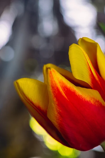 Bukiet świeżych tulipany strzał szczegół makro — Zdjęcie stockowe