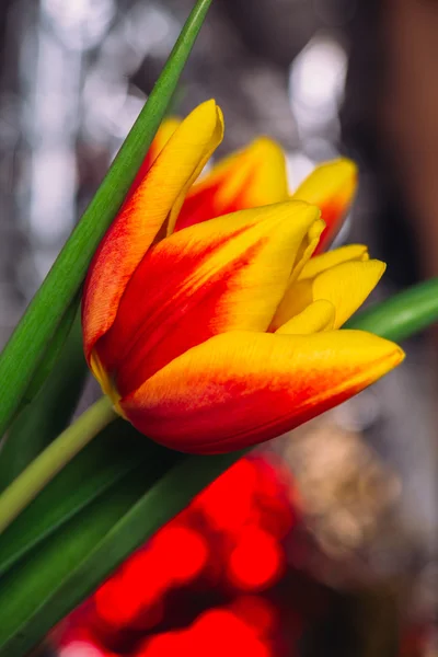 Bukiet świeżych tulipany strzał szczegół makro — Zdjęcie stockowe