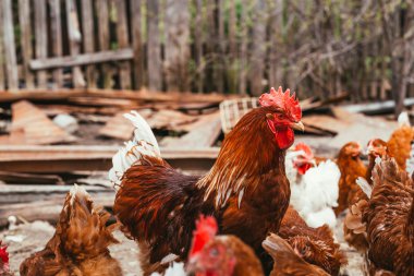 tavuk ve horoz avlu yürüyüş