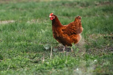 rustik tavuk çim bir arka plan üzerinde boyama kahverengi