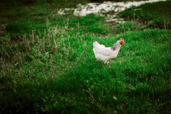Rustic chicken white coloring on a background of grass — Stock Photo, Image