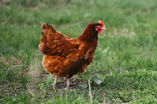 Rustic chicken brown coloring on a background of grass — Stock Photo, Image