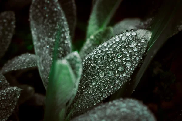 Gotas de rocío sobre las hojas verdes de la naturaleza de fondo —  Fotos de Stock