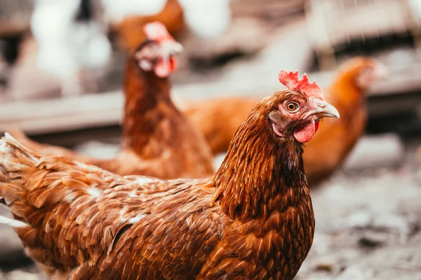 Pollo y gallo caminando por el patio —  Fotos de Stock