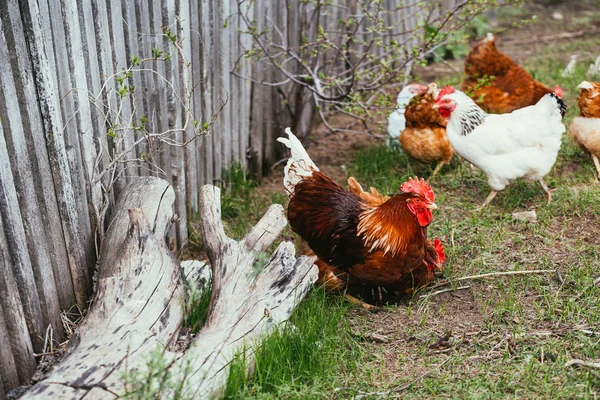 Chicken and rooster walking in the grass — Stock Photo, Image