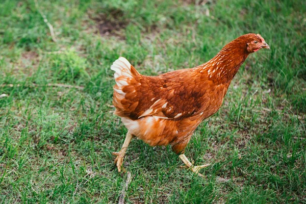 Colorazione marrone pollo rustico su uno sfondo di erba — Foto Stock