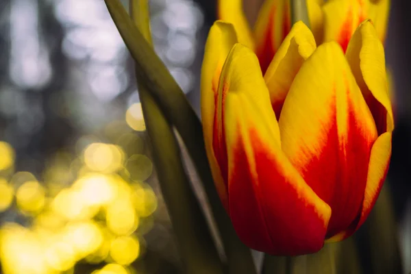 Bukiet świeżych tulipany strzał szczegół makro — Zdjęcie stockowe