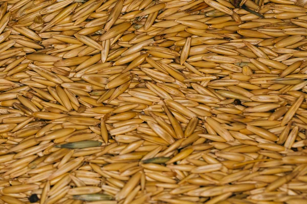 Lot of fresh beans close-up oats — Stock Photo, Image