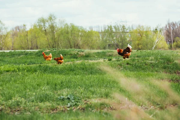 Tavuk ve horoz otların arasında yürüyüş — Stok fotoğraf