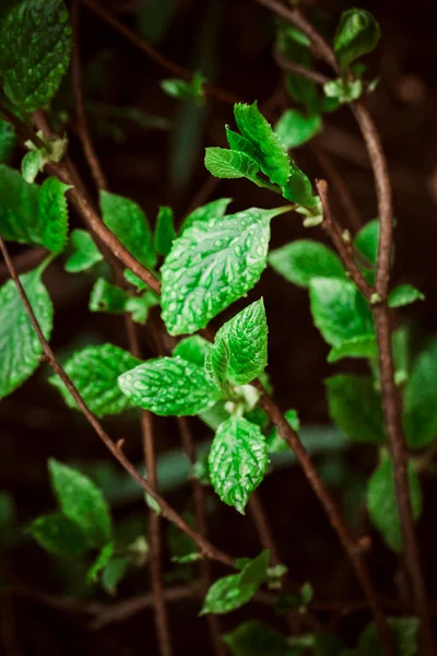 Green leaves on the background of nature — Stock Photo, Image