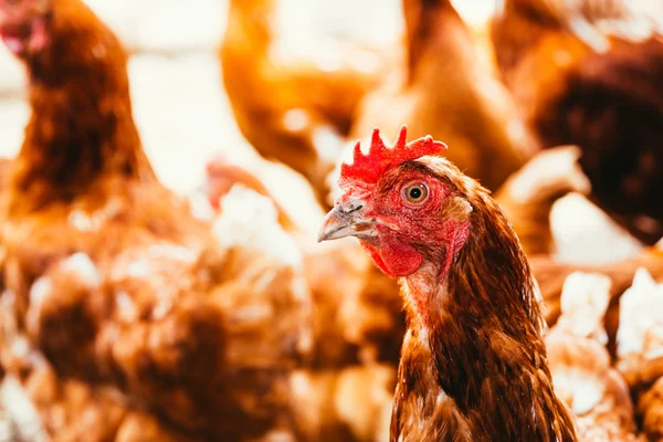 Pollo e gallo passeggiando per il cortile — Foto Stock