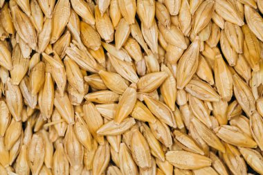 taze tahıl buğday yakın çekim sürü