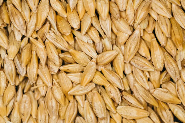 Lot of fresh grains wheat close-up — Stock Photo, Image