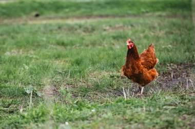 rustik tavuk çim bir arka plan üzerinde boyama kahverengi