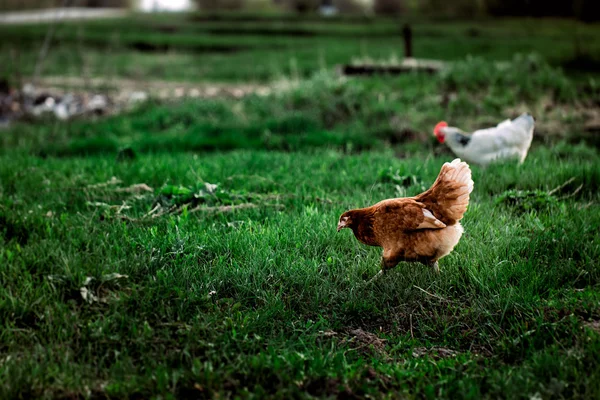 Color marrón pollo rústico sobre un fondo de hierba —  Fotos de Stock