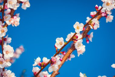 Çiçekli kayısı ağacı dalı gökyüzüne karşı