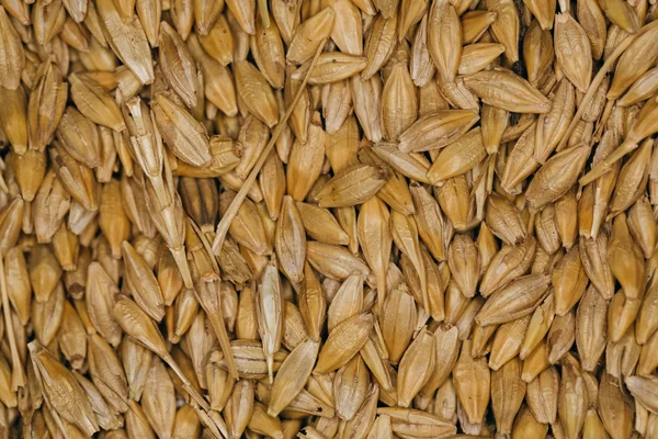 Lot of fresh grains wheat close-up — Stock Photo, Image