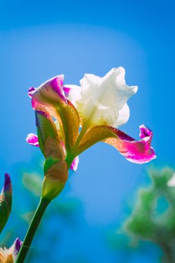 pembe Iris çiçek mavi gökyüzü