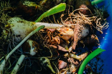 birçok genç soğan lale arka plan yakın çekim vardır