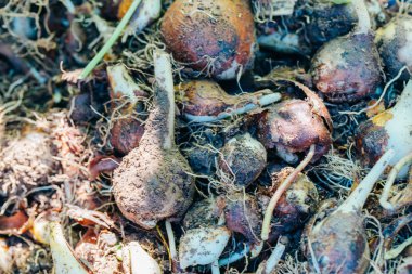 birçok genç soğan lale arka plan yakın çekim vardır