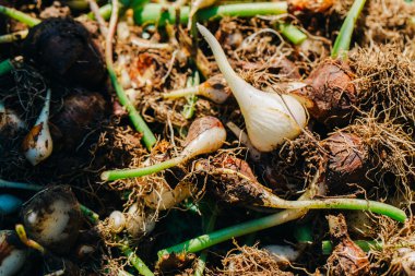 birçok genç soğan lale arka plan yakın çekim vardır