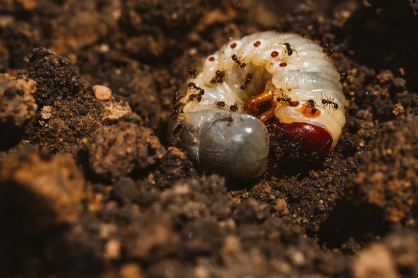 The larvae of the May beetle — Stock Photo, Image