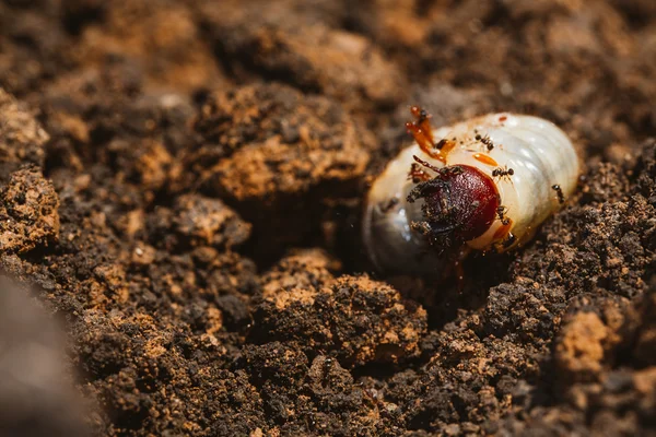 5月の甲虫の幼虫 — ストック写真