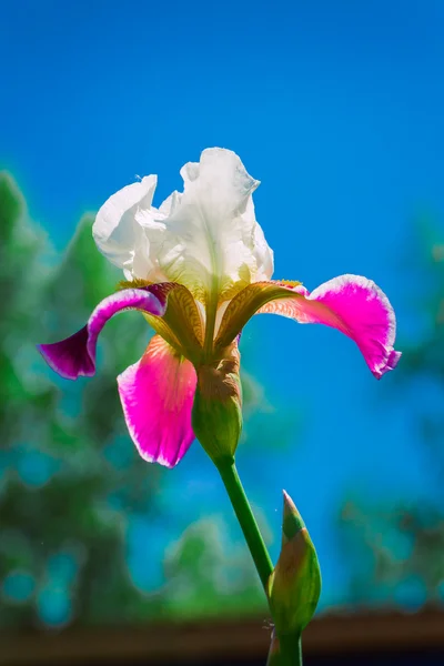 Розовый цветок радужной оболочки против голубого неба — стоковое фото