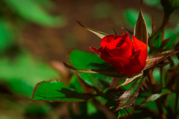 Garten stieg auf einem Hintergrund aus grünem Strauch — Stockfoto