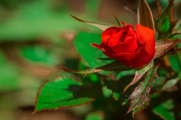 Garten stieg auf einem Hintergrund aus grünem Strauch — Stockfoto