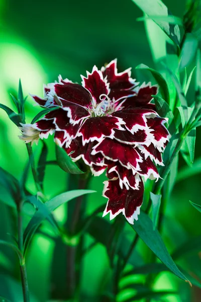 Decorative carnation flower on a green background — Stock Photo, Image