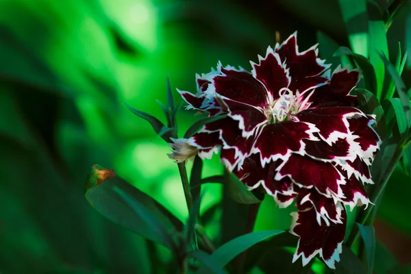 Decorative carnation flower on a green background — Stock Photo, Image