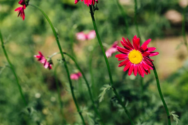 Ozdobny Czerwony stokrotka kwiat na zielonym tle — Zdjęcie stockowe
