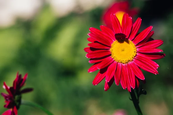 Ozdobny Czerwony stokrotka kwiat na zielonym tle — Zdjęcie stockowe