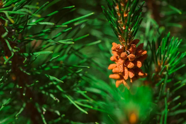 Cespuglio di pino decorativo su uno sfondo di foglie — Foto Stock