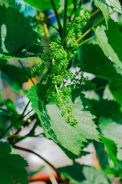 Molti giovani grappoli d'uva da vicino — Foto Stock